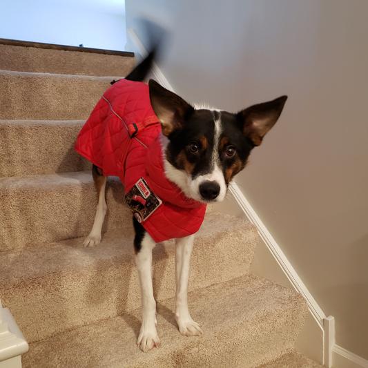 Dog barn sale coat