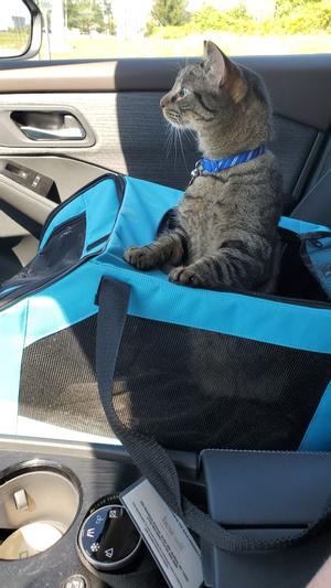 PET GEAR Signature Dog & Cat Car Seat & Carrier Bag, Aqua 