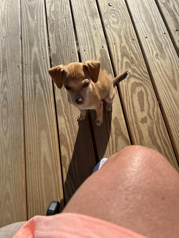 Tinker is so happy now!