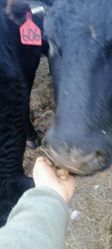 Feeding cows
