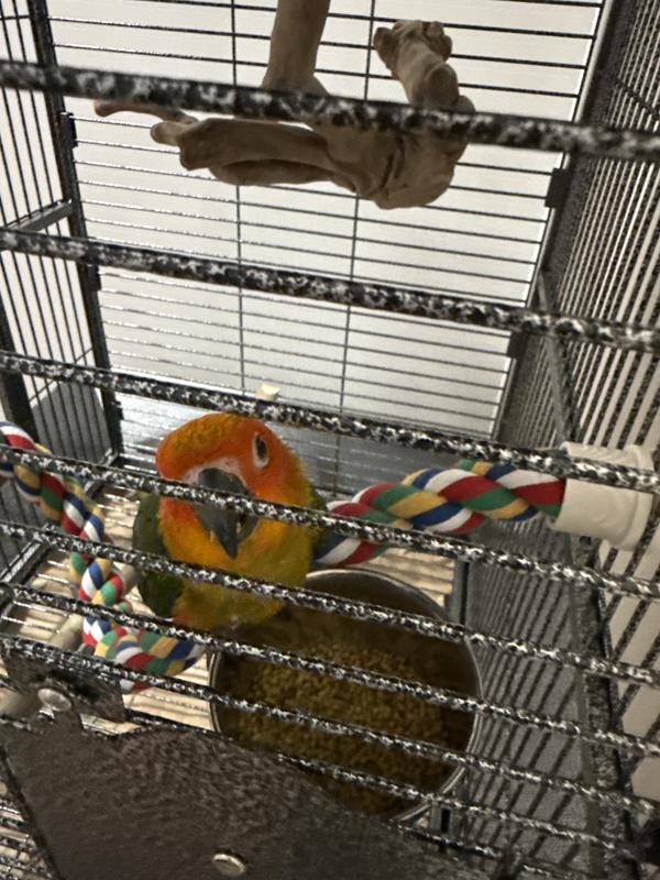 Mango eating his yummy pellets!!