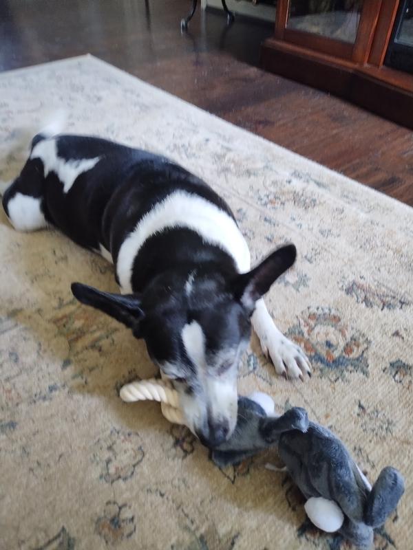 Enjoys chewing the rope.