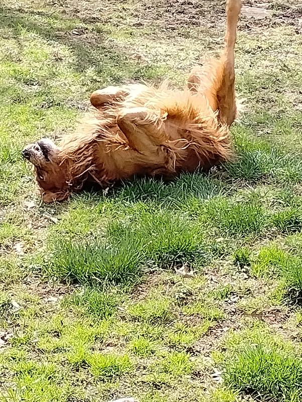Moose loved it so much he rolled around after he ate as he was so happy 😊