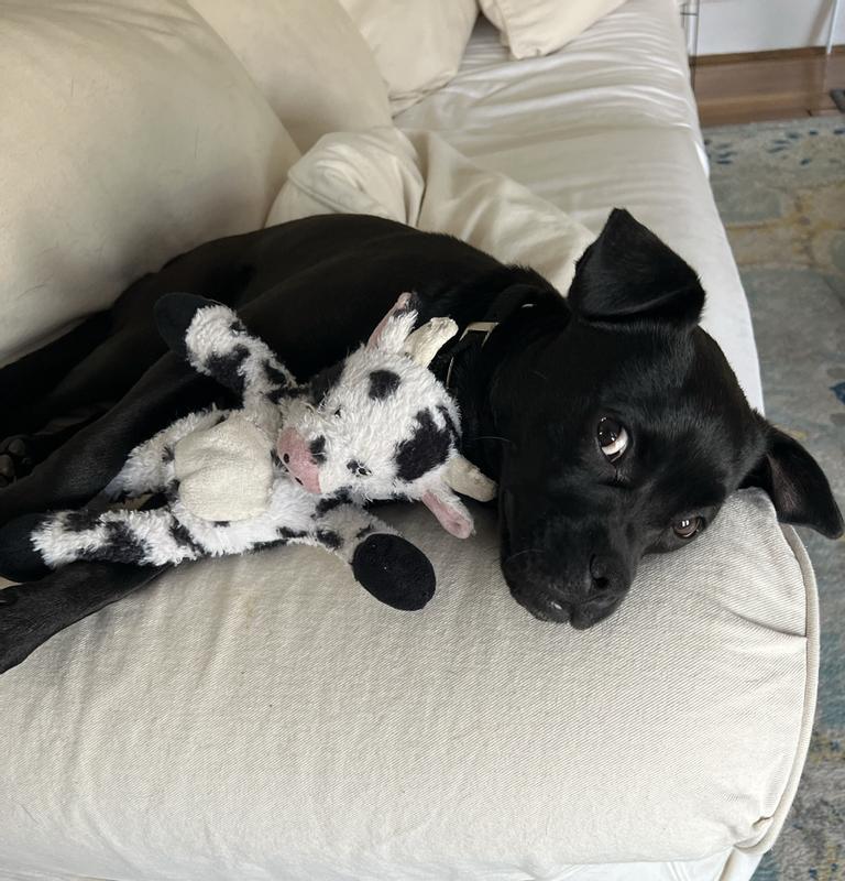 FRISCO Plush with Inside Rope Squeaking Cow Dog Toy