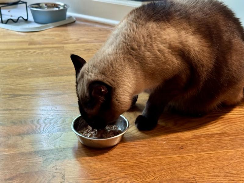 Mocha & Taz devouring Merrick's Purrfect Bistro Stewed Chicken/Beef