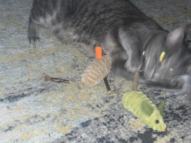 My cats were so obsessed they were too crazy for pictures