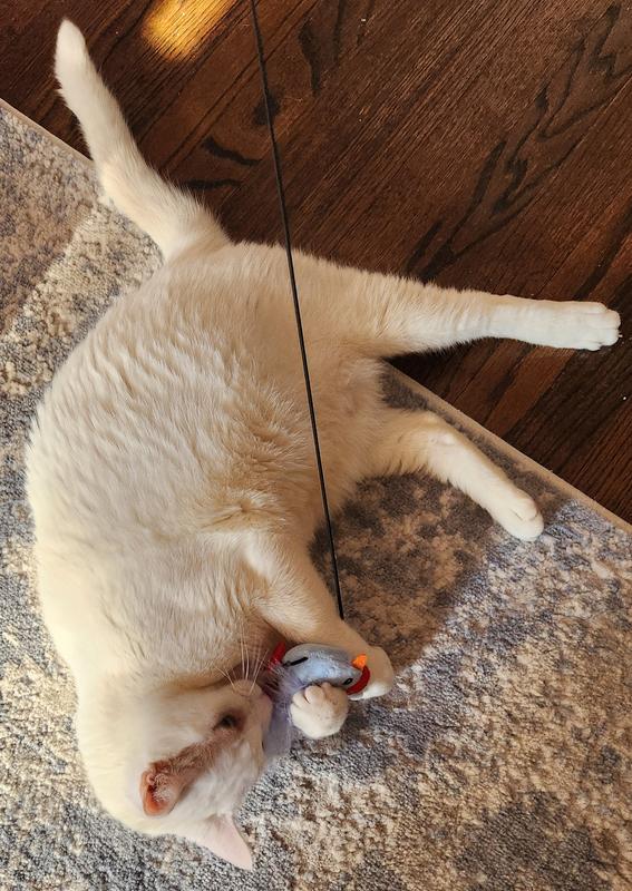 That bird tail is making him go crazy