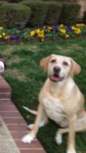 Heidi waiting on her Newman's Peanut Butter treat!