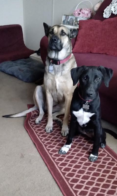 they are waiting to be feed