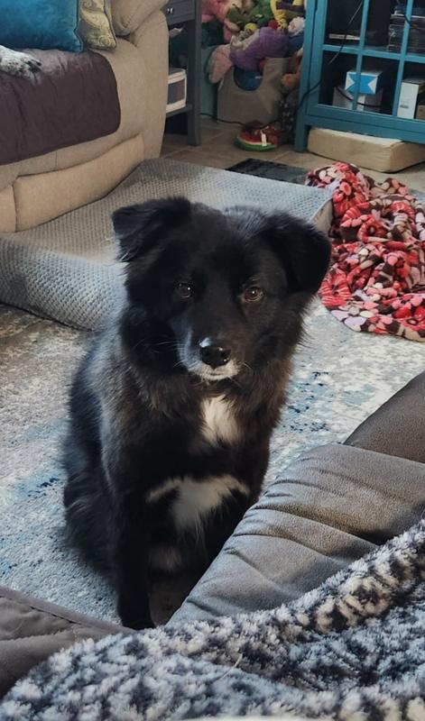 Pic of our happy boy!