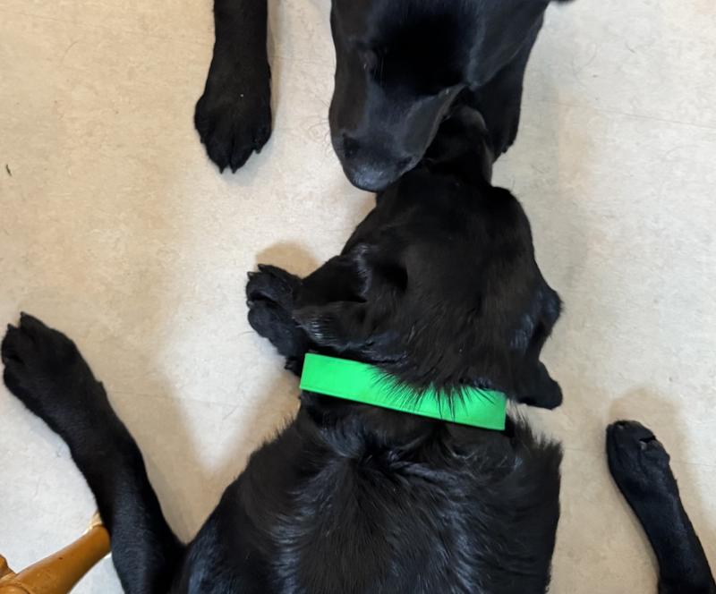 Still bright green after pool and ocean swimming plus mud wrestling with her sister
