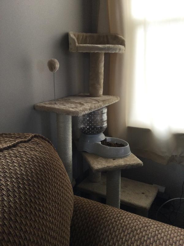 My cat hasn’t adapted to his tree. Only to eat, lol!