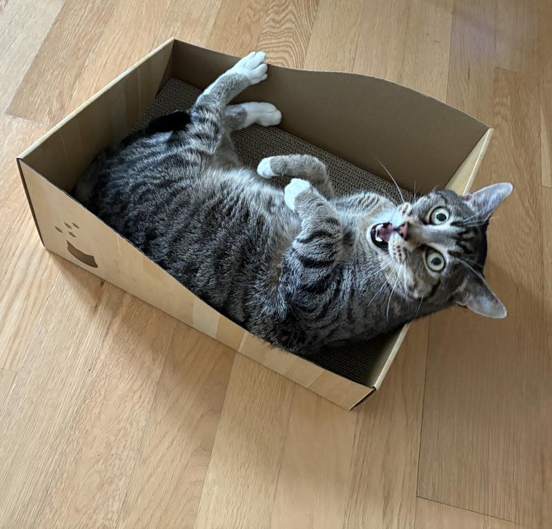 Candid meow of approval!