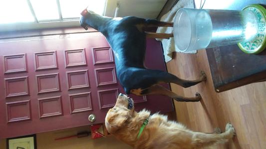 Max and lexi. Two of my 3 dogs