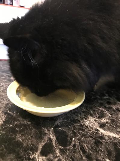 PETAG CatSure Powder Meal Replacement Supplement reviews Chewy