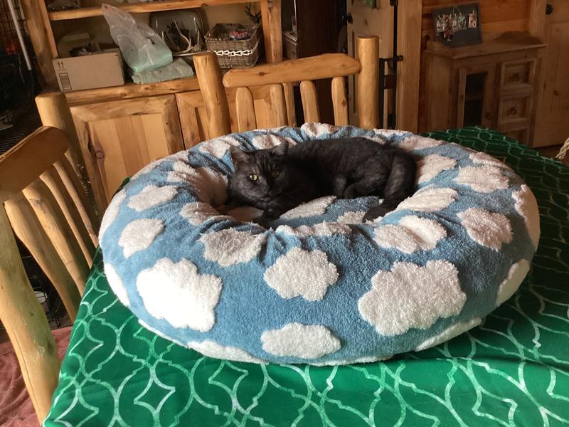 Cloud like comfort for my kitties!