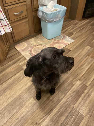 Winston the Wonder Pup