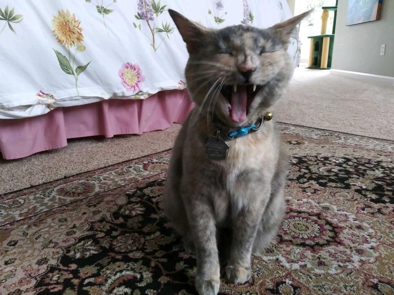 FRISCO Eyelash Cat & Dog Bolster Bed, Silver, Large