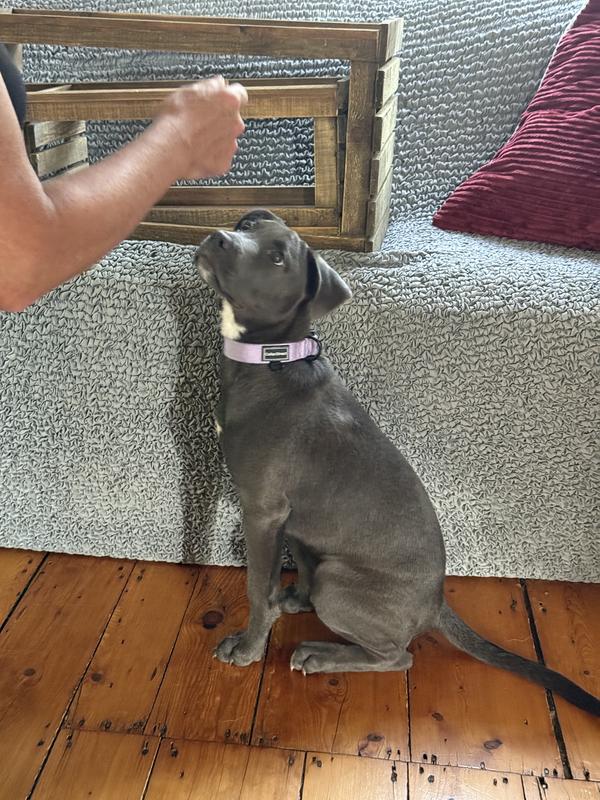 Prada styling collar