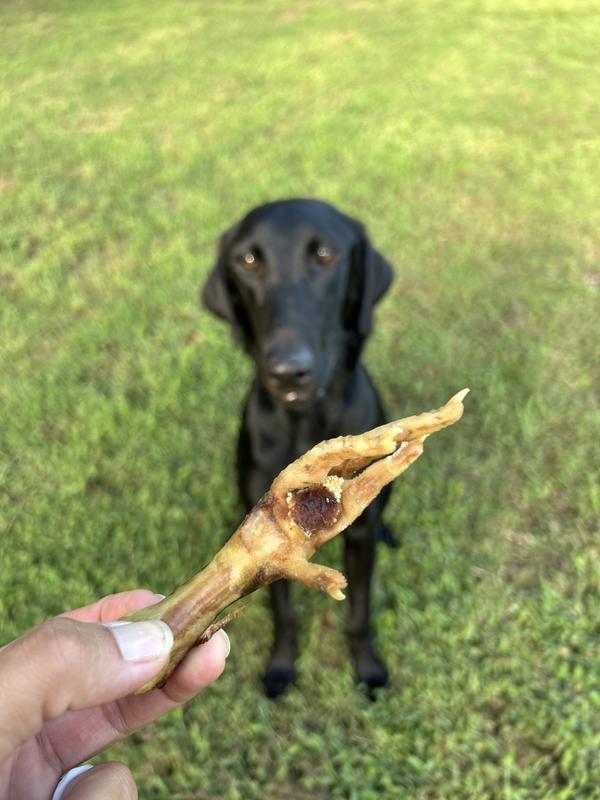 my labrador LOVES these!