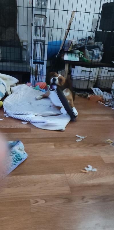 The pup is completely obsessed