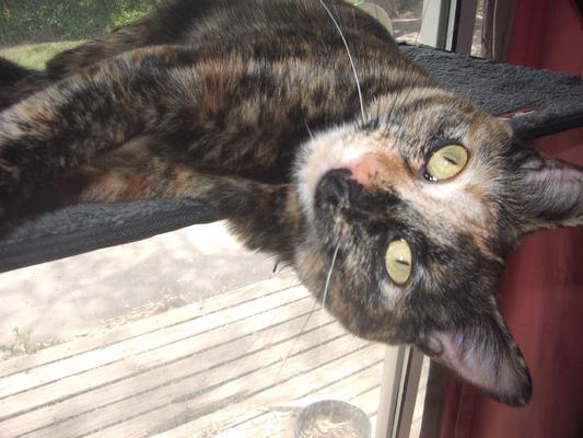 Stella, beautiful rescue kitty....