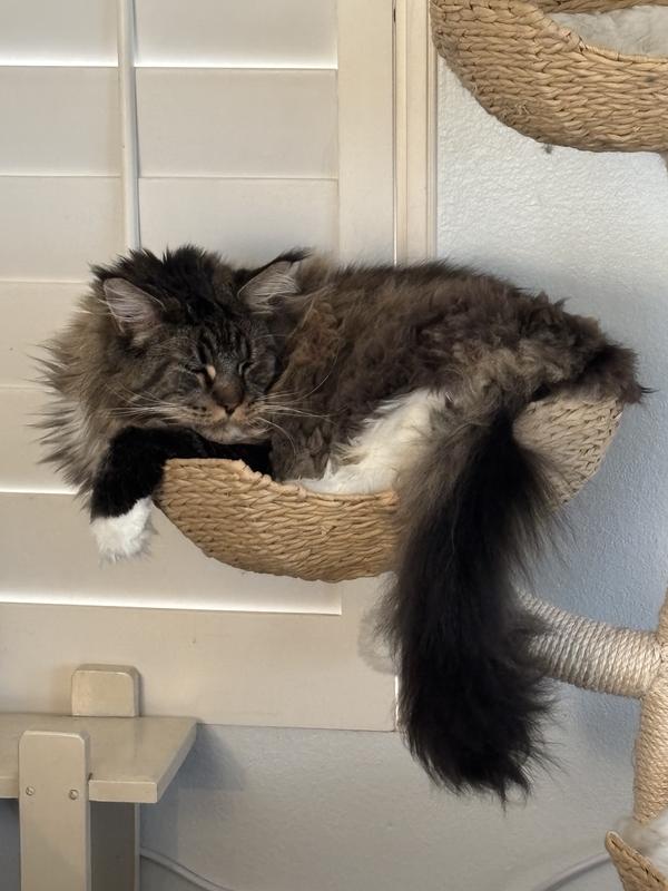 Gabapentin Compounded Oral Oil Liquid