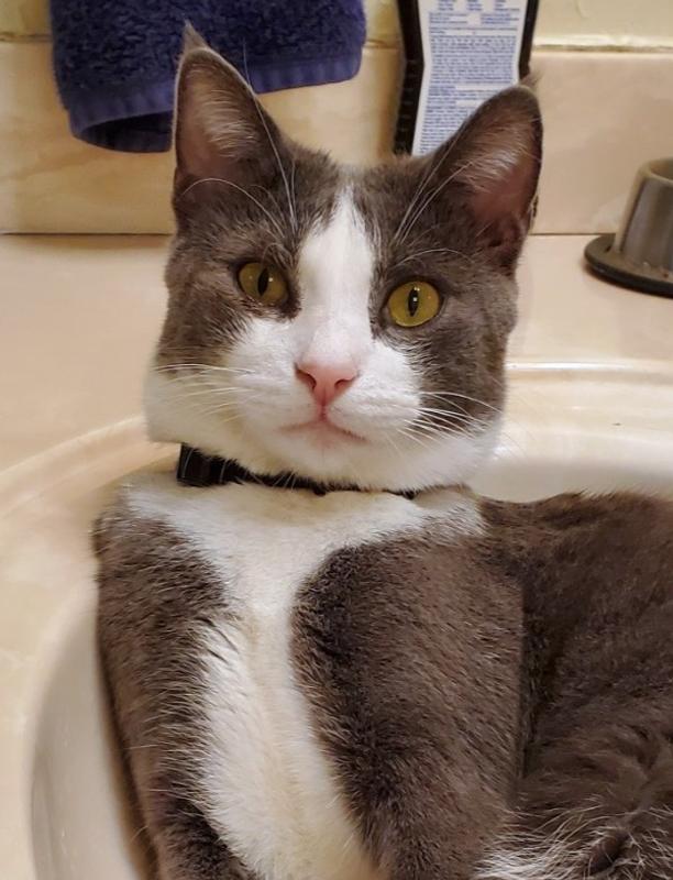 The collar makes him even more handsome.