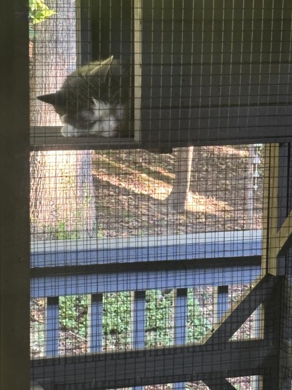 Sound asleep in the box at the top.