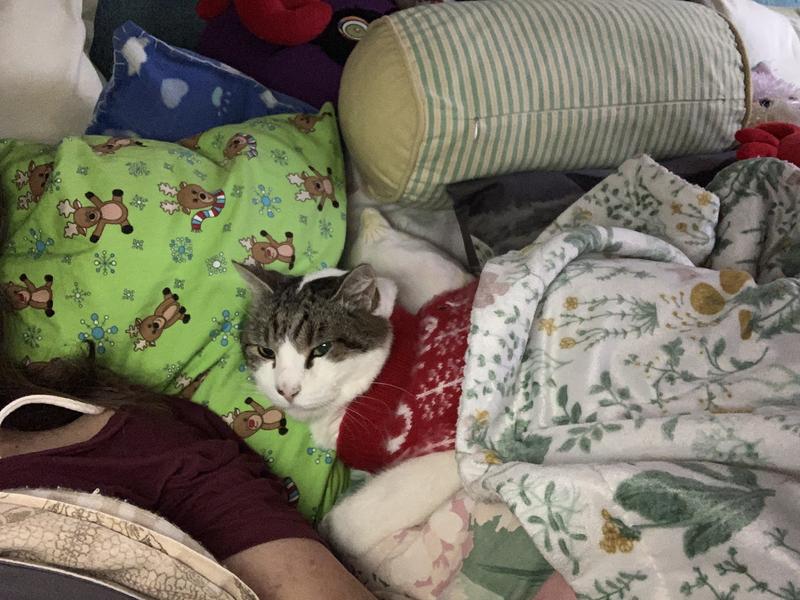 Cuddles……likes to sleep on my head,