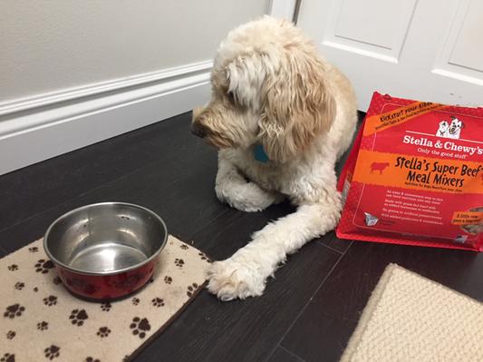 Shasta can't wait for dinner!