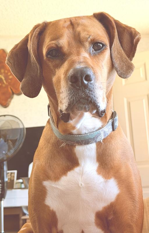 Happy K9 Advantix User!