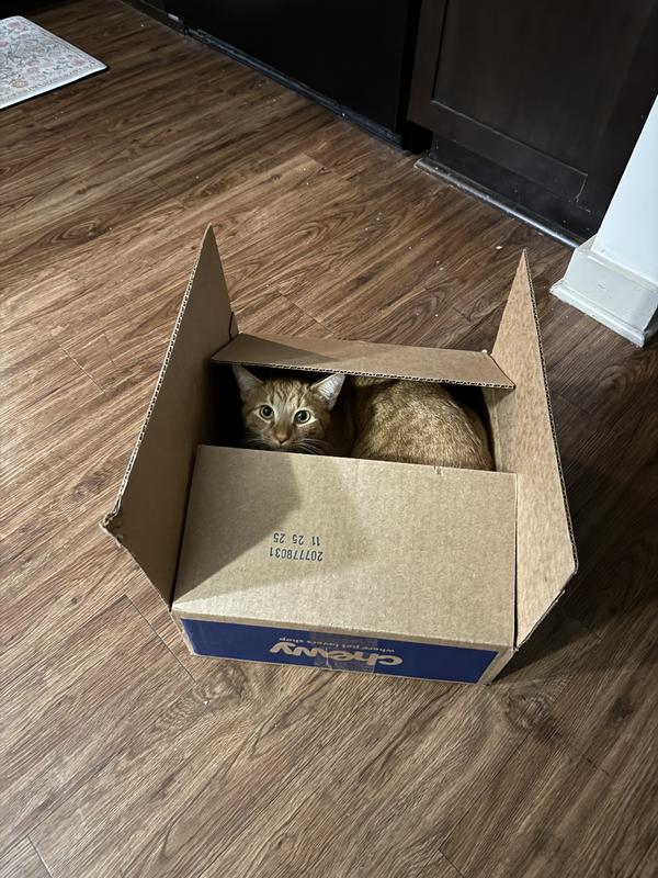 He loves chewy boxes