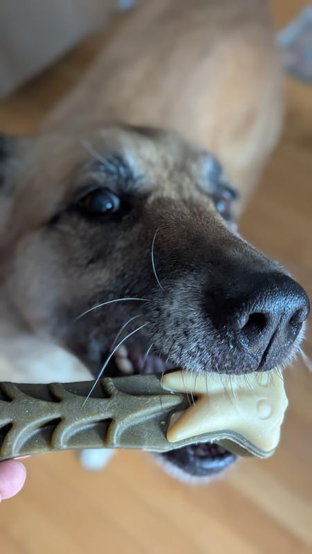 She's a 60# Shepherd mix