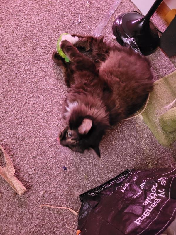 Meatball pausing in his ferocious bunny kicks