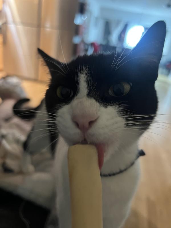 Kitty eating a frozen Churu.
