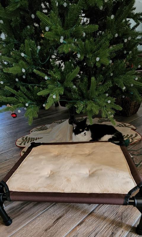 Kitty prefers under the Christmas tree!