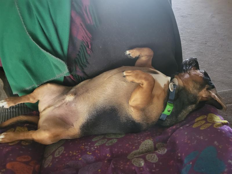 Afternoon nap ...