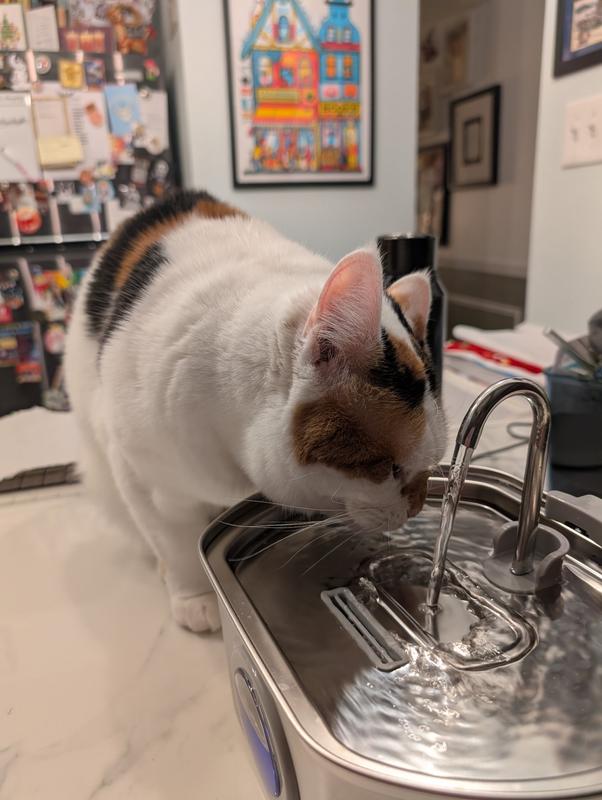 My cat enjoying a visit to her fountain.