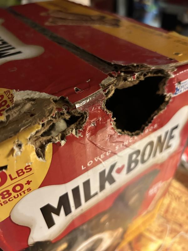 Rat holes