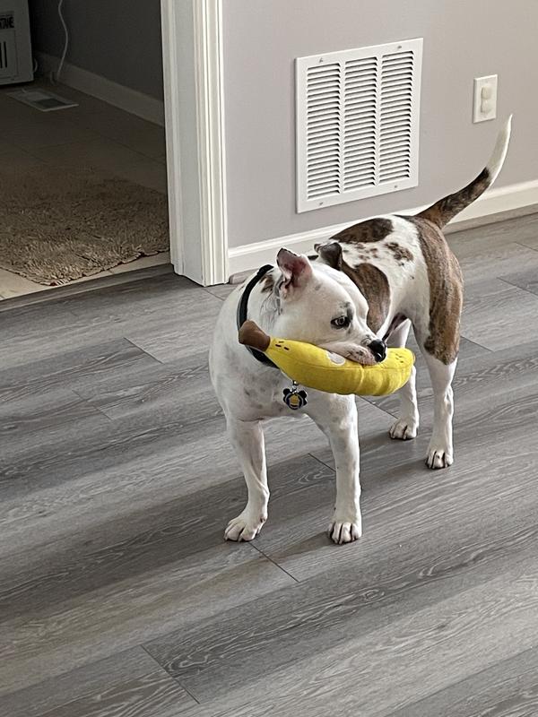 Nugget loves his tuff banana