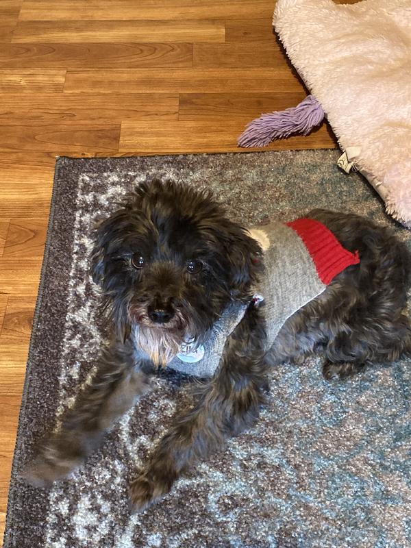 Ella, my senior 9 lb. Schnoodle who came from a bad home situation.