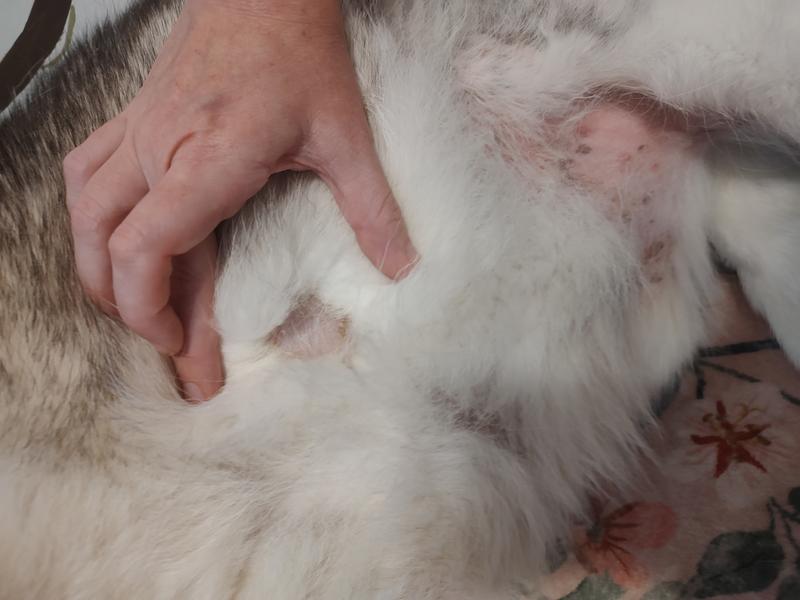 One of my 13/14 year old Husky/Mals hot spots