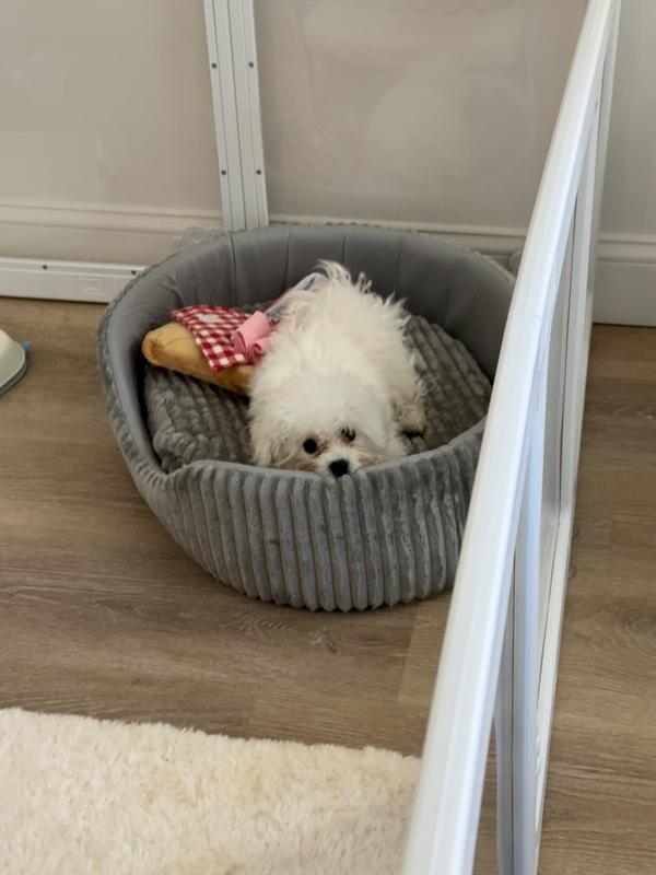 My puppy loves it so much, I always see her in it!