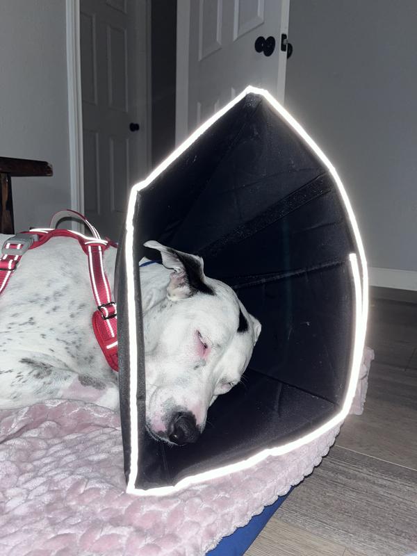 ALL FOUR PAWS Comfy Cone E Collar for Dogs Cats Black XX Large Chewy
