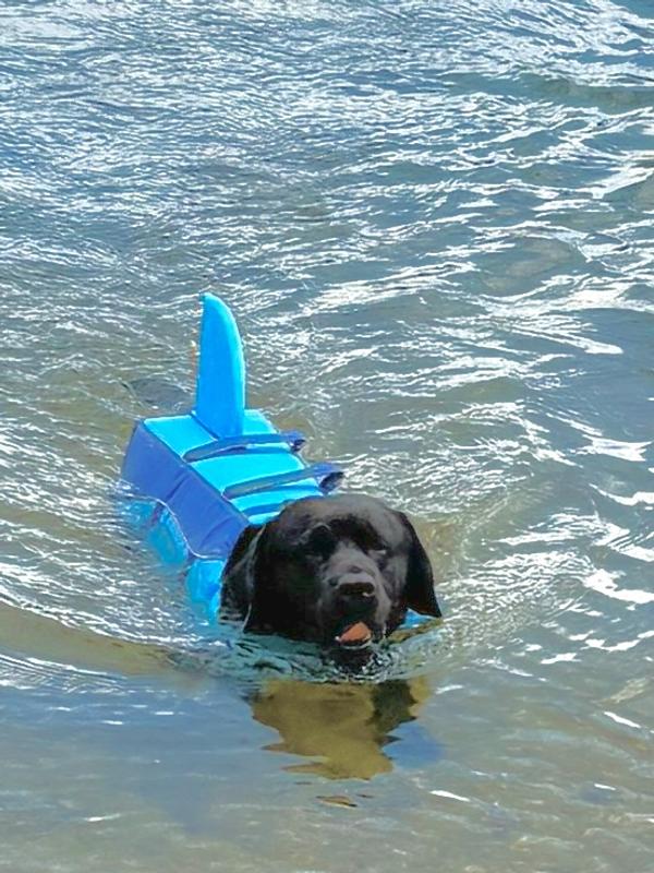 Fetching the ball
