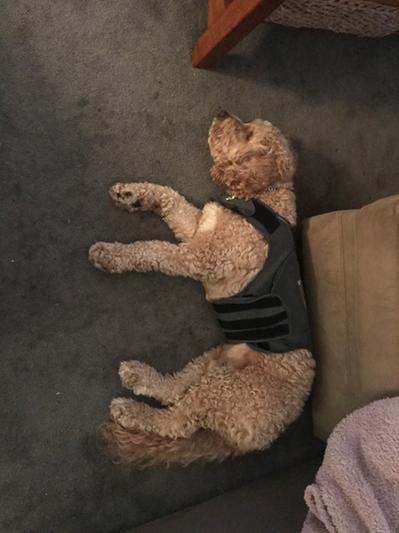 Leo relaxing after taking 2. The thunder is far now, but it’s still loud outside