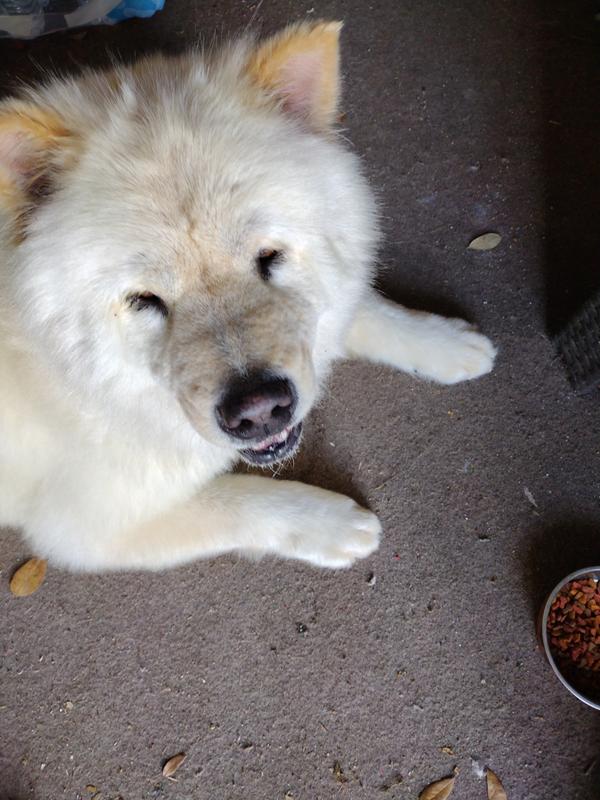 Our big boy loves his collar!!