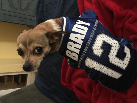 Brady dog jersey hotsell