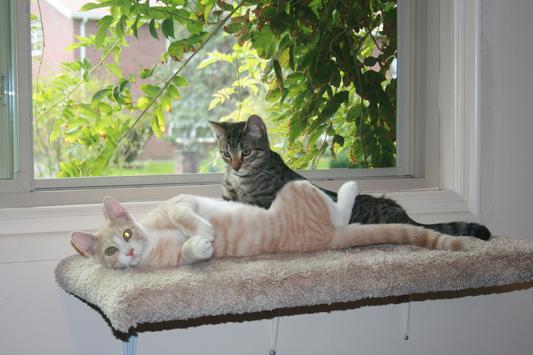 Two spoiled felines